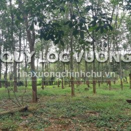 Ảnh đại diện